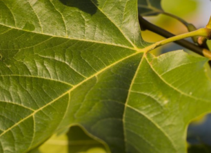 Waarom onze plataanbomen een plekje verdienen in jouw tuin!