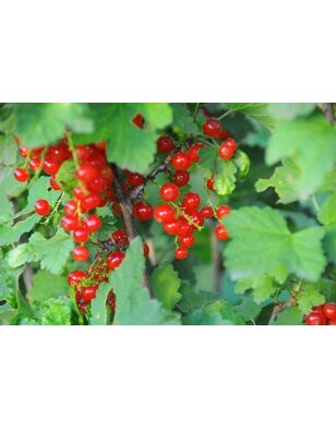 Rode bes | Ribes rubrum Rosetta