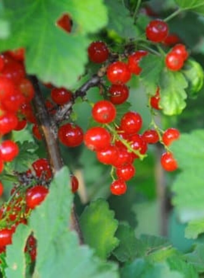 Rode bes | Ribes rubrum Rosetta