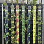 Druif | Vitis 'Bianca'