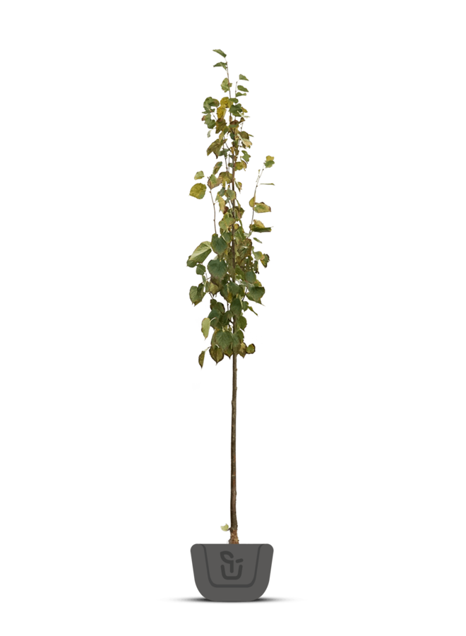 ZomerLinde | TIlia plathyphyllos | boom