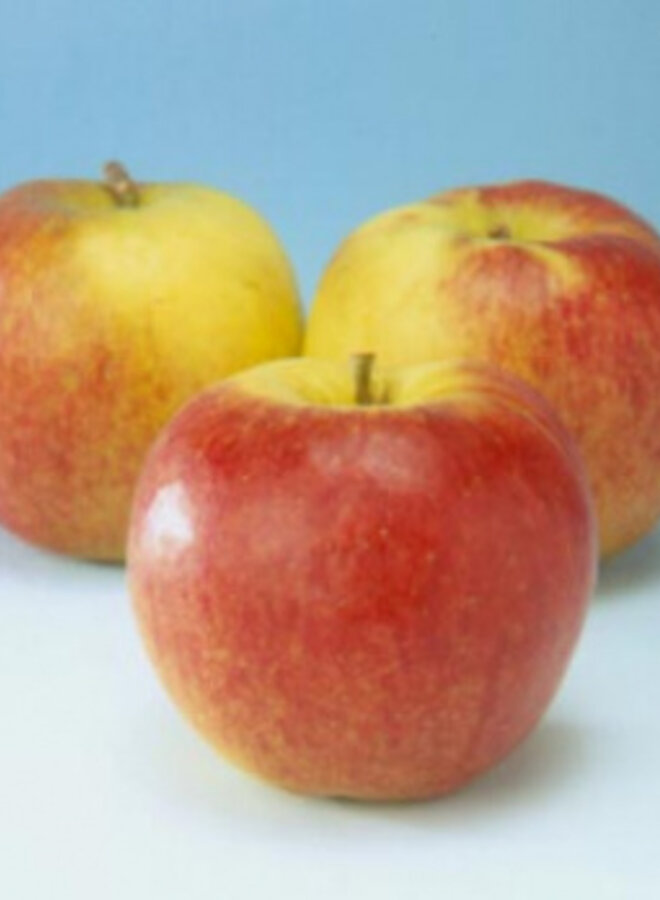 Oude Appelboom | Malus domestica Jonagold