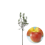 Oude Appelboom | Malus domestica Jonagold