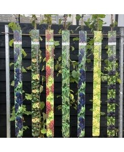 Witte Druif | Vitis vinifera 'Vroege van der laan'