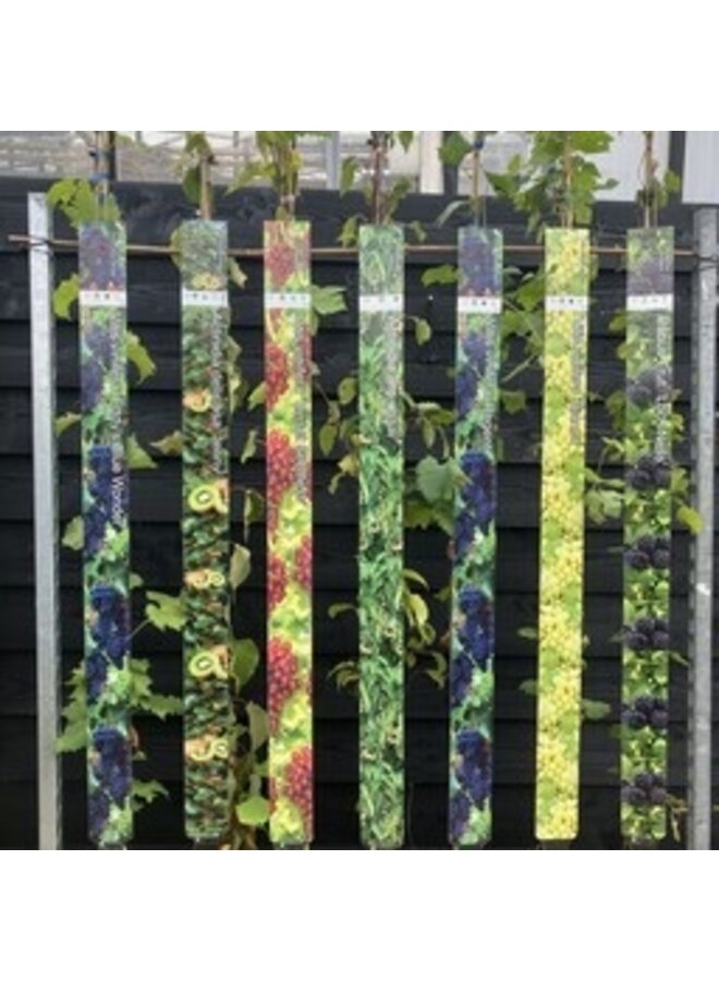 Witte Druif | Vitis vinifera 'Vroege van der laan'