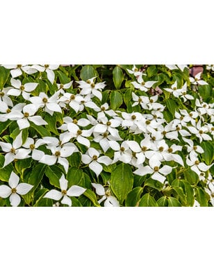 Chinese kornoelje |  Cornus k. Chinenses