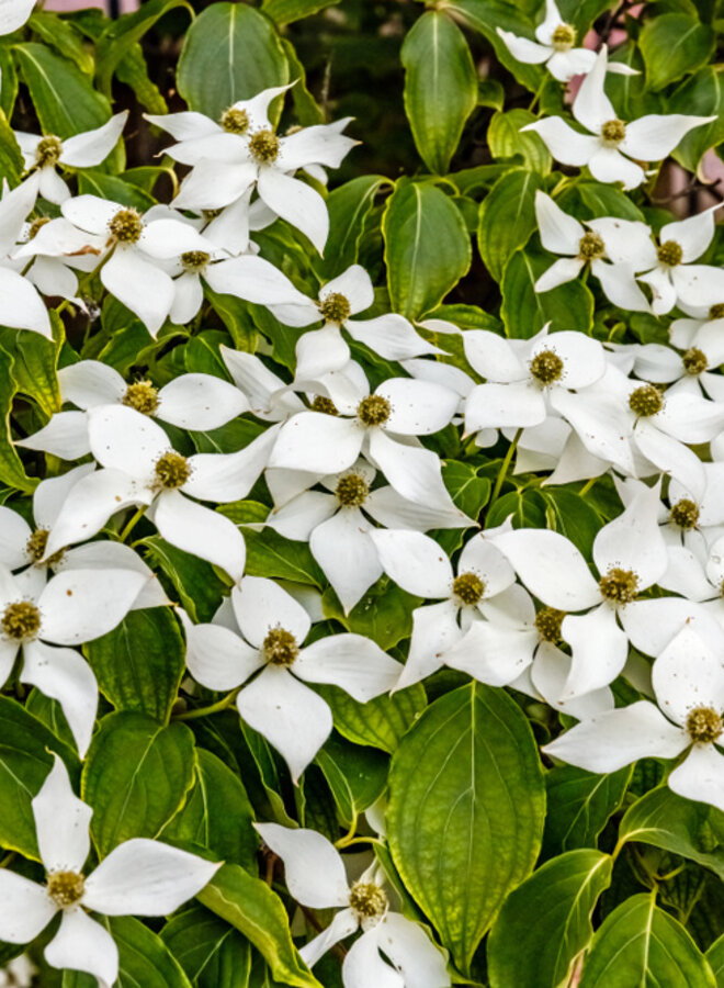 Chinese kornoelje |  Cornus k. Chinenses