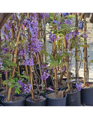 Blauwe regen | Wisteria flor. Ikoyama Fuji