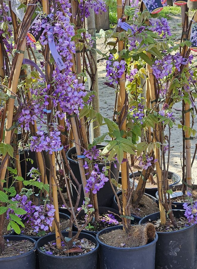 Blauwe regen | Wisteria flor. Ikoyama Fuji