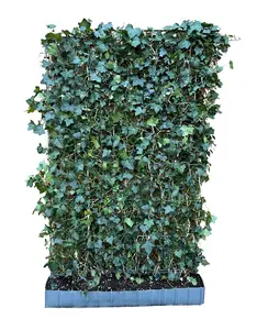 Klimop | Hedera Hibernica Kant en klaar haag