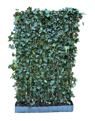 Klimop | Hedera Hibernica kant en klaar haag
