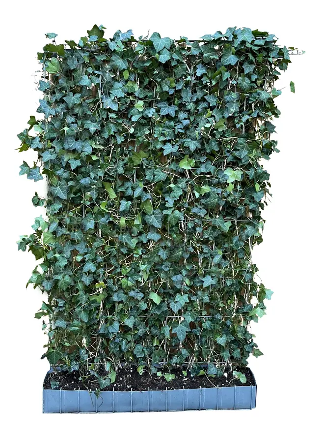 Klimop | Hedera Hibernica Kant en klaar haag