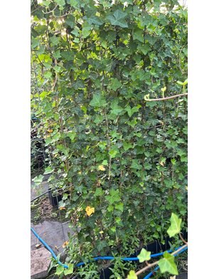 Klimop | Hedera Hibernica kant en klaar haag