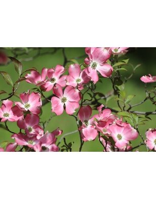 Amerikaanse Kornoelje  meerstammig | Cornus florida Rubra