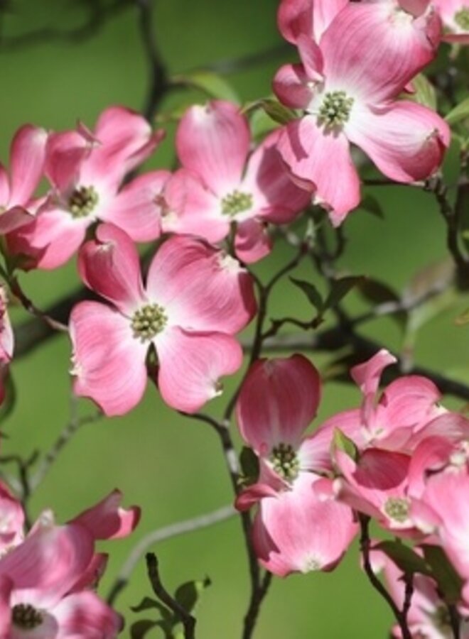 Amerikaanse Kornoelje  meerstammig | Cornus florida Rubra