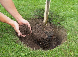 Groeifeitjes van aangeplante bomen