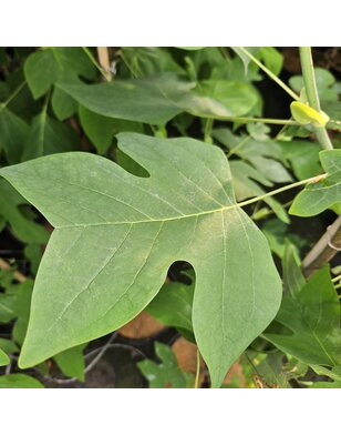 Amerikaanse tulpenboom | Liriodendron tulpifera
