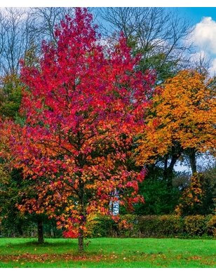 Amerikaanse Esdoorn | Acer rubrum Sun Valley