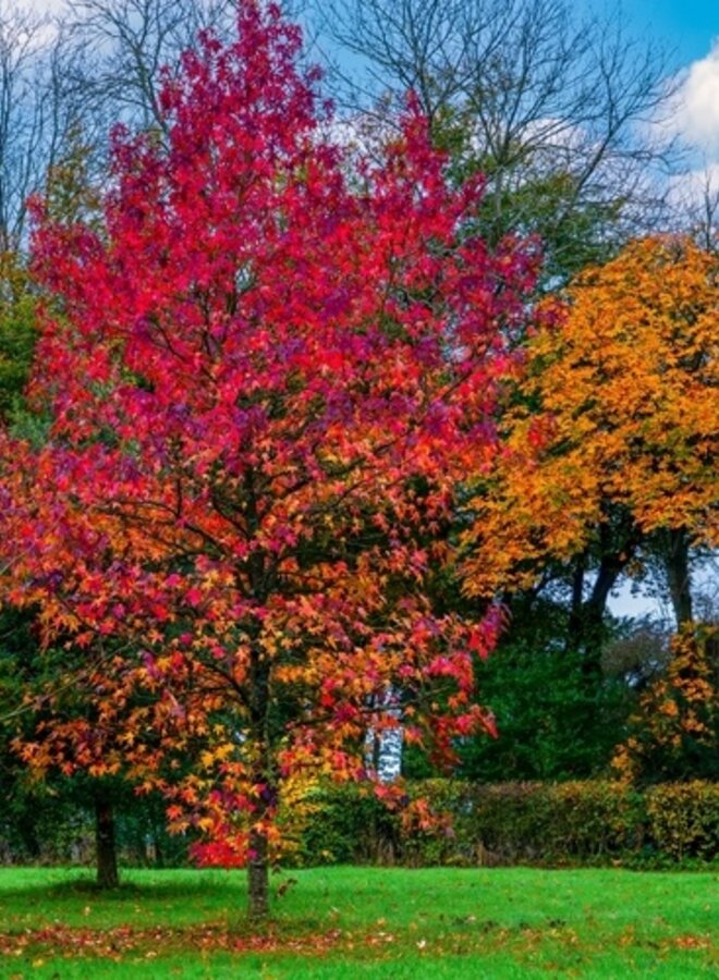 Amerikaanse Esdoorn | Acer rubrum Sun Valley