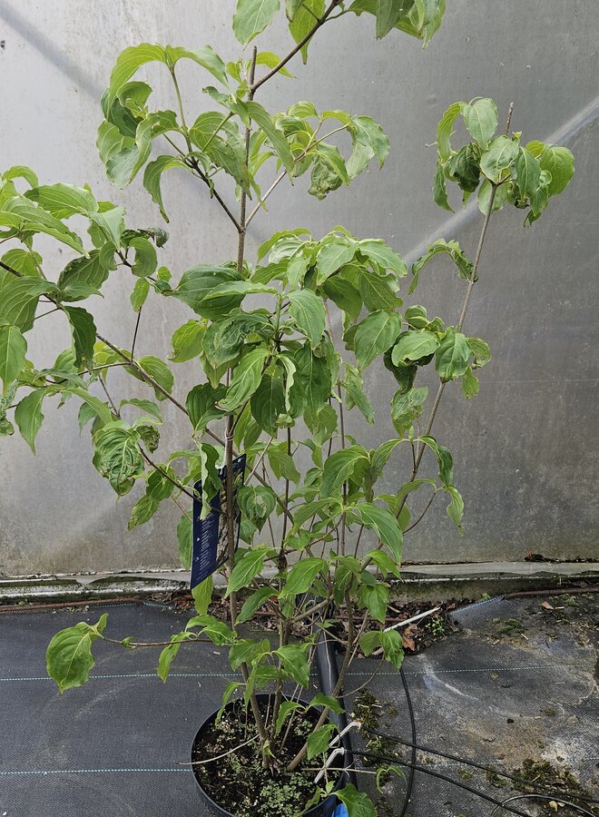 Japanse kornoelje | Cornus kousa China Girl