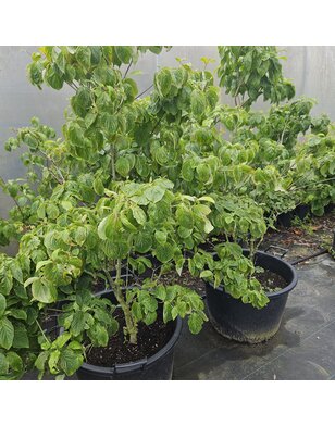 Amerikaanse Kornoelje  meerstammig | Cornus florida Rubra