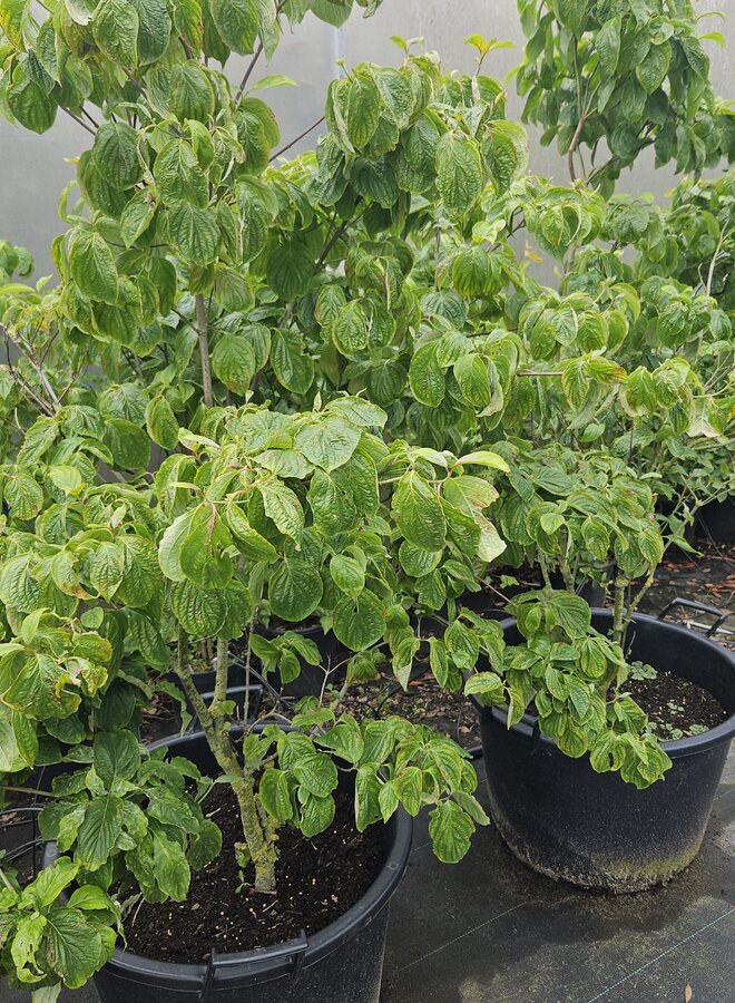 Amerikaanse Kornoelje  meerstammig | Cornus florida Rubra