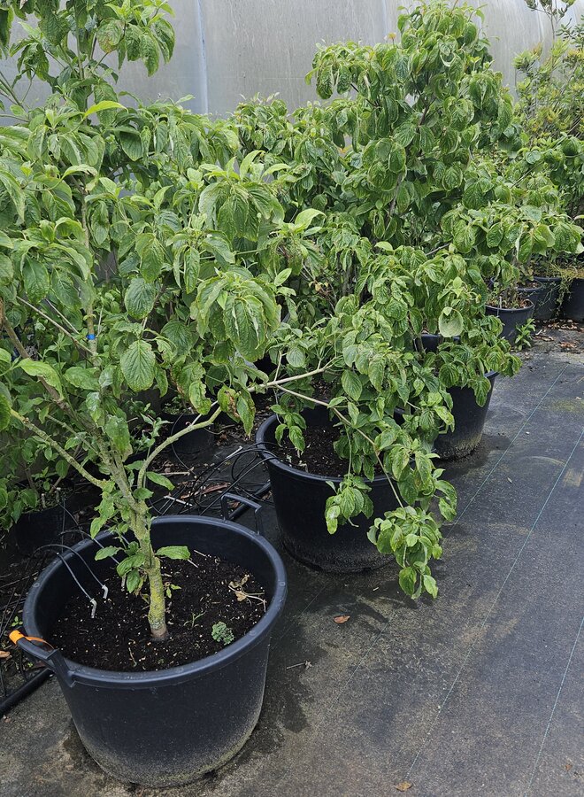 Amerikaanse Kornoelje  meerstammig | Cornus florida Rubra