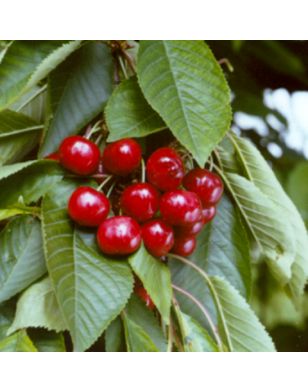 Lei-kersenboom | Prunus avium Castor