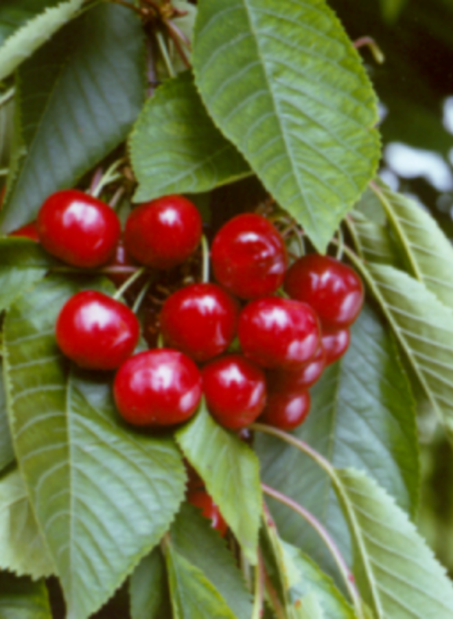 Lei-kersenboom | Prunus avium Castor