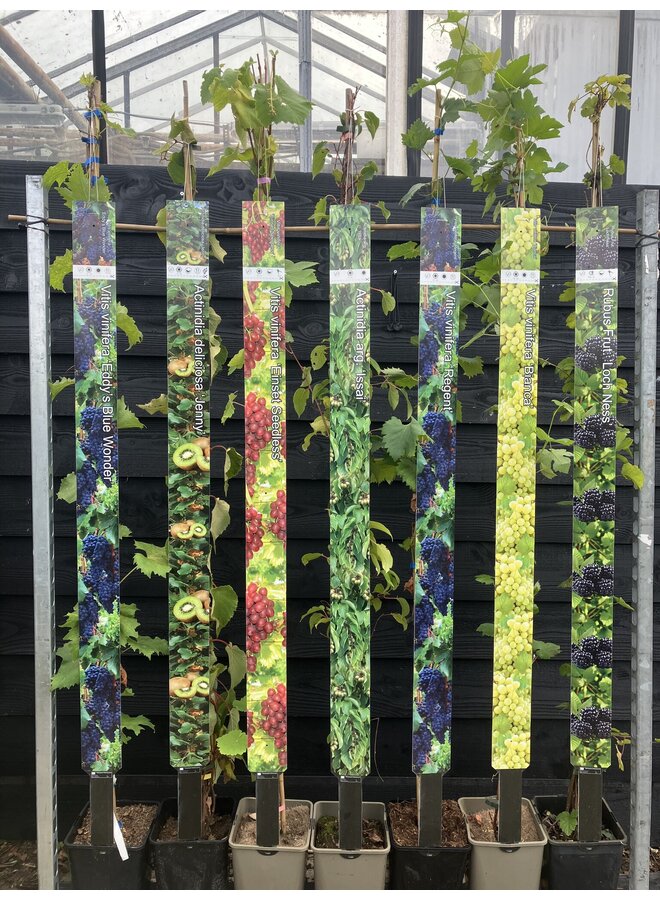 Blauwe druif | Vitis 'Rondo'