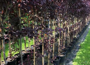 Waarom bomen aanplanten in de stad zo belangrijk is!