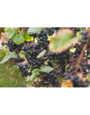 Blauwe druif | Vitis 'Rondo'