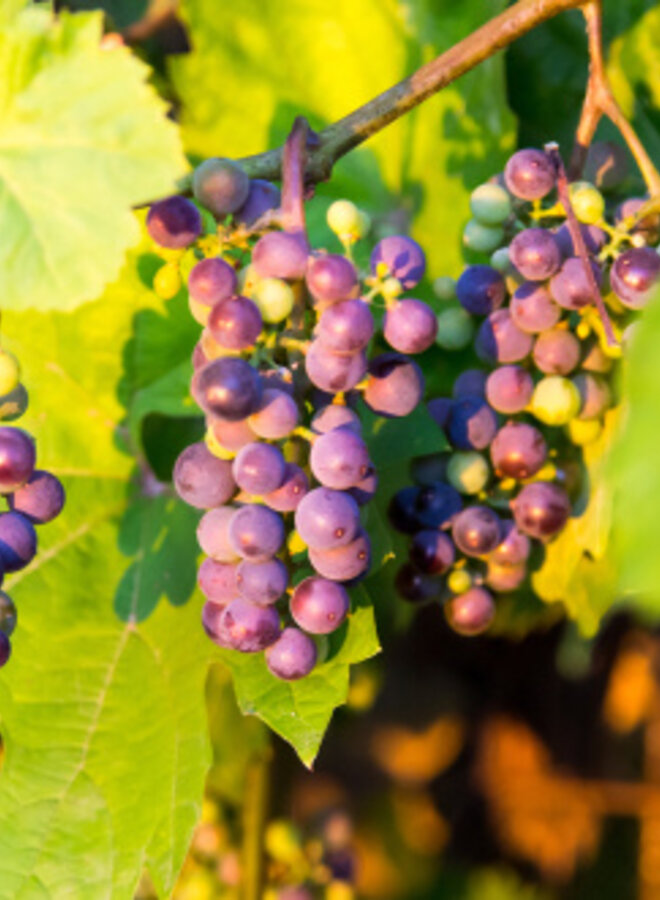 Blauwe druif | Vitis 'Boskoop Glory'