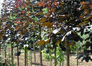 Plant jij je boom ook in september?