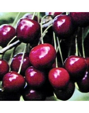 Lei-kersenboom | Prunus avium Dubbele Meikers