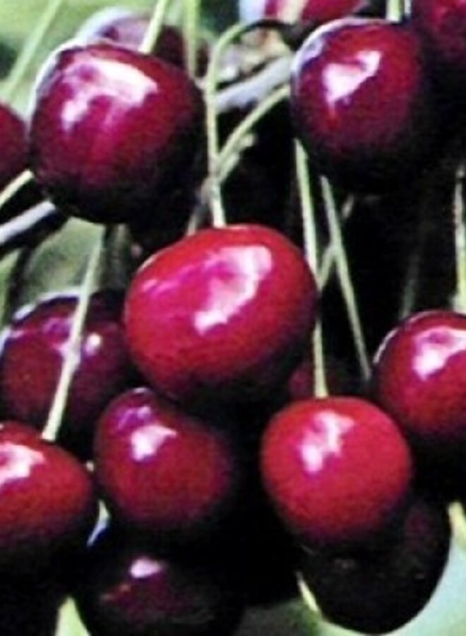 Lei-kersenboom | Prunus avium Dubbele Meikers