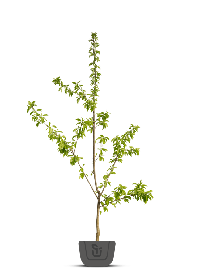 Lei-kersenboom | Prunus avium Dubbele Meikers