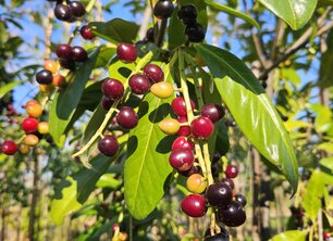 Waarom kiezen voor de prunus laurocerasus als leiboom?