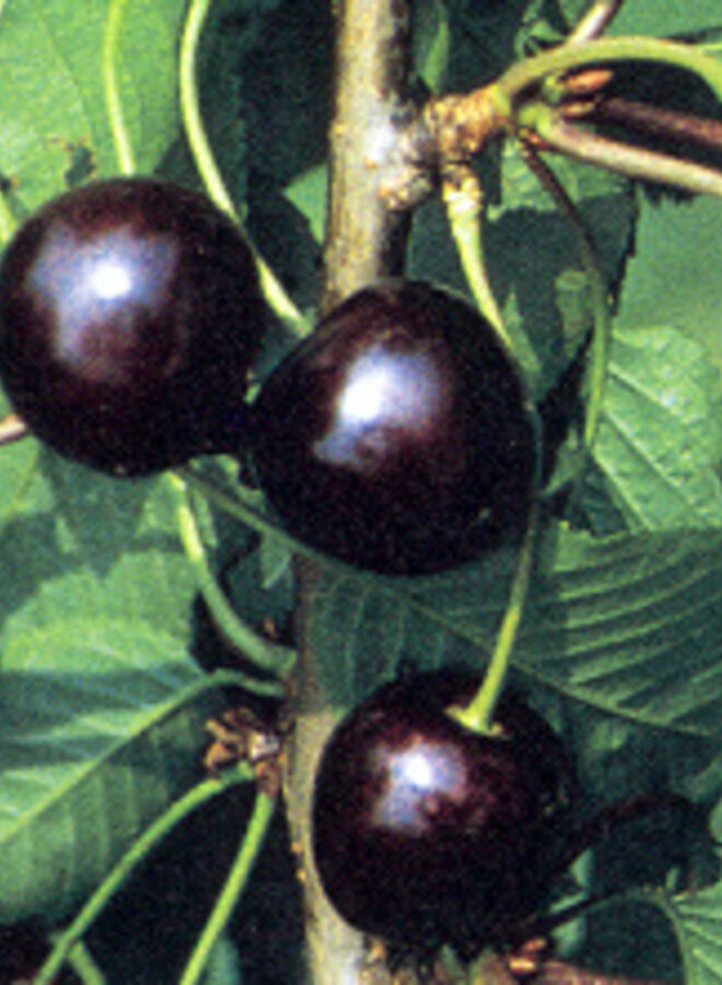 Lei-kersenboom | Prunus avium Karina