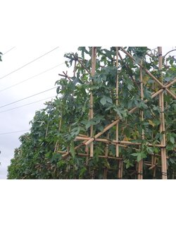 Leibomen