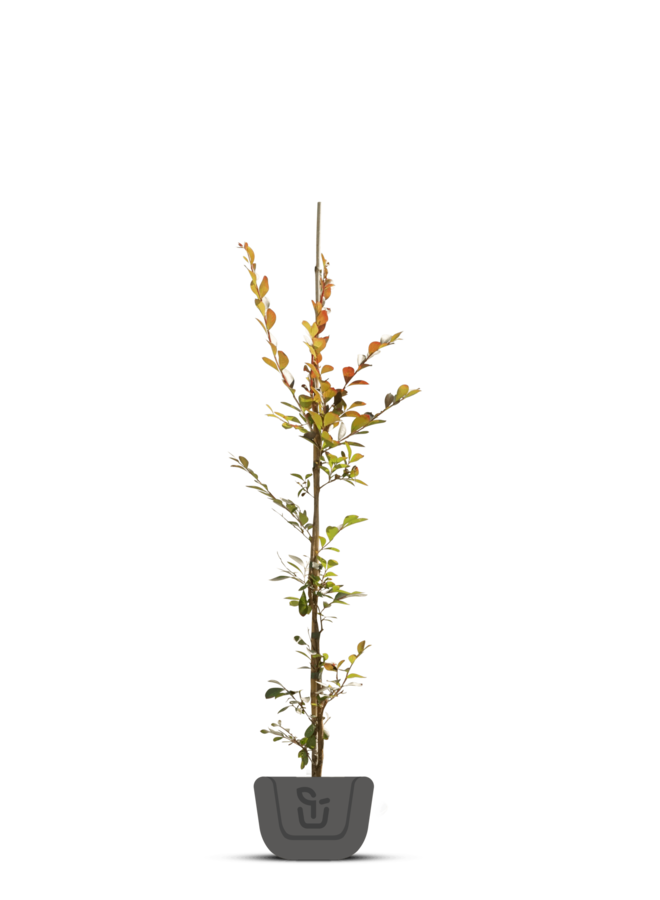 Sering | Lagerstroemia ind. Natchez | Witte bloem