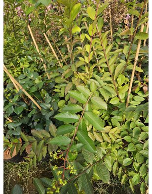 Sering | Lagerstroemia ind. Natchez | Witte bloem