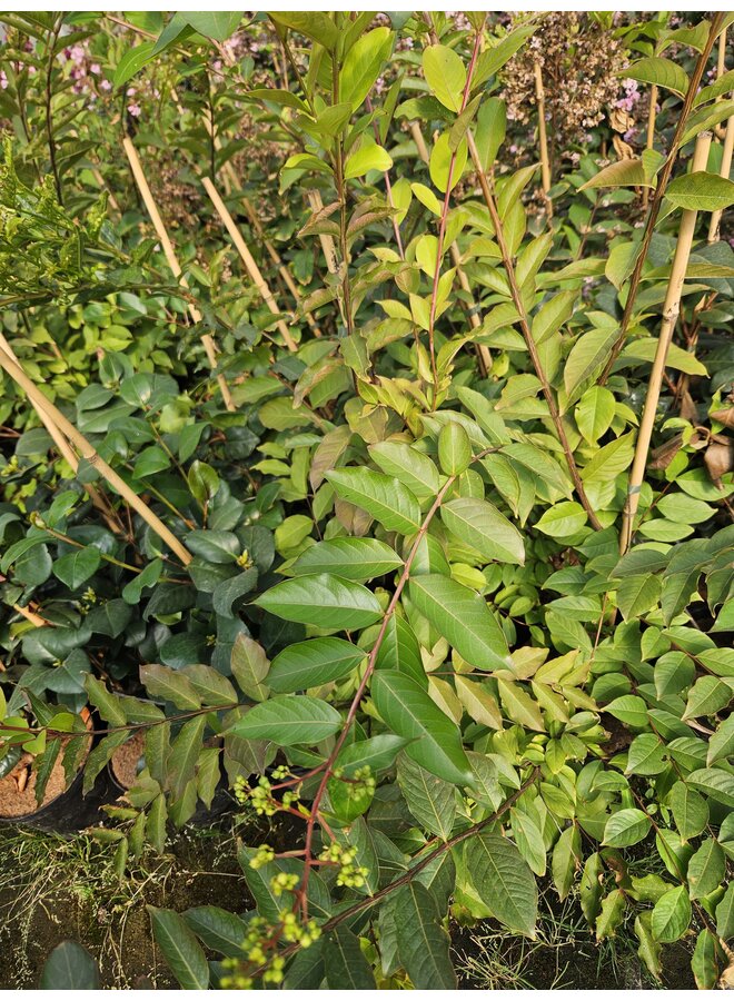 Sering | Lagerstroemia ind. Natchez | Witte bloem