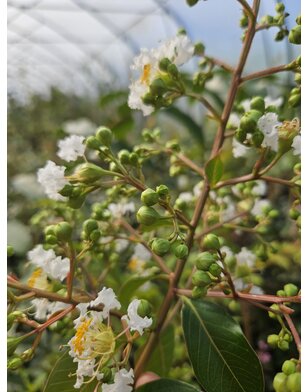 Sering | Lagerstroemia ind. Natchez | Witte bloem