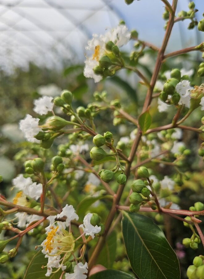Sering | Lagerstroemia ind. Natchez | Witte bloem