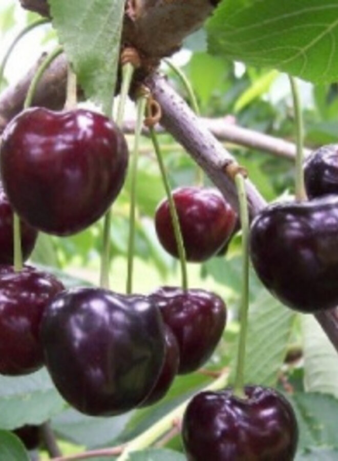 Lei-kersenboom | Prunus avium Kordia