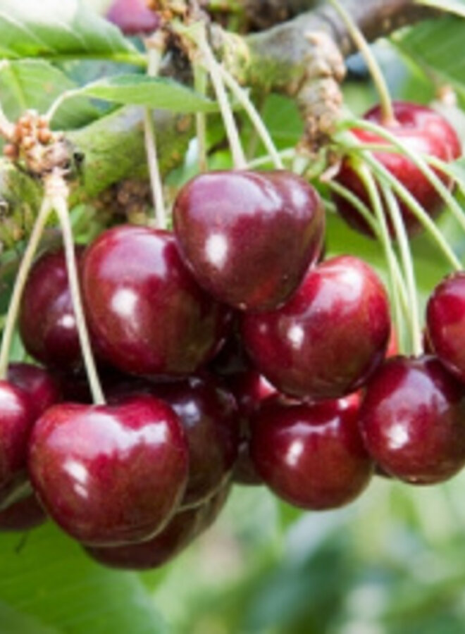 Lei-kersenboom | Prunus avium Lapins