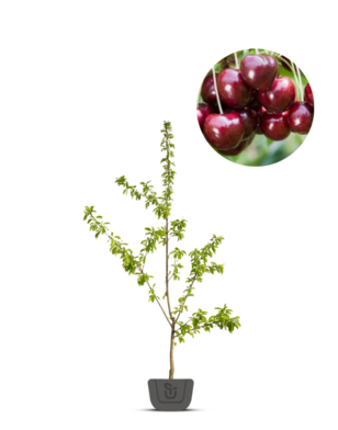 Lei-kersenboom | Prunus avium Lapins