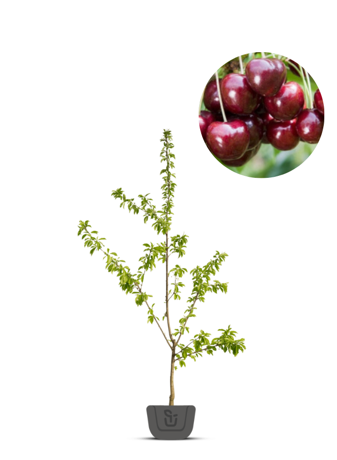 Lei-kersenboom | Prunus avium Lapins