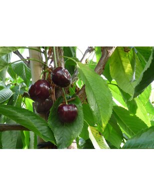 Lei-kersenboom | Prunus avium Merchant